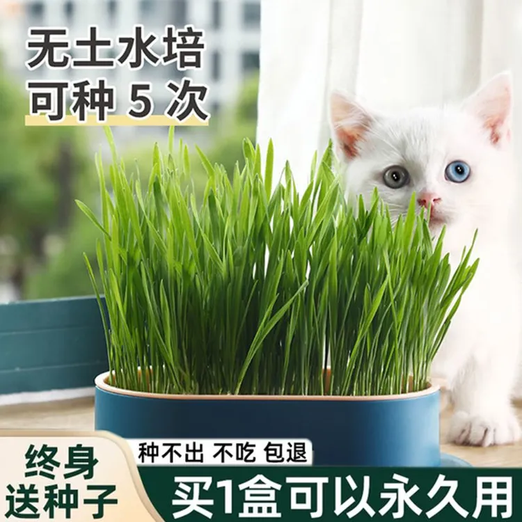 猫草水培盒子盆栽无土水培化毛草懒人自已种好幼猫咪零食猫草自种