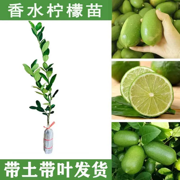 广东香水柠檬苗带土带叶嫁接柠檬树苗盆栽种植南方庭院阳台果树苗