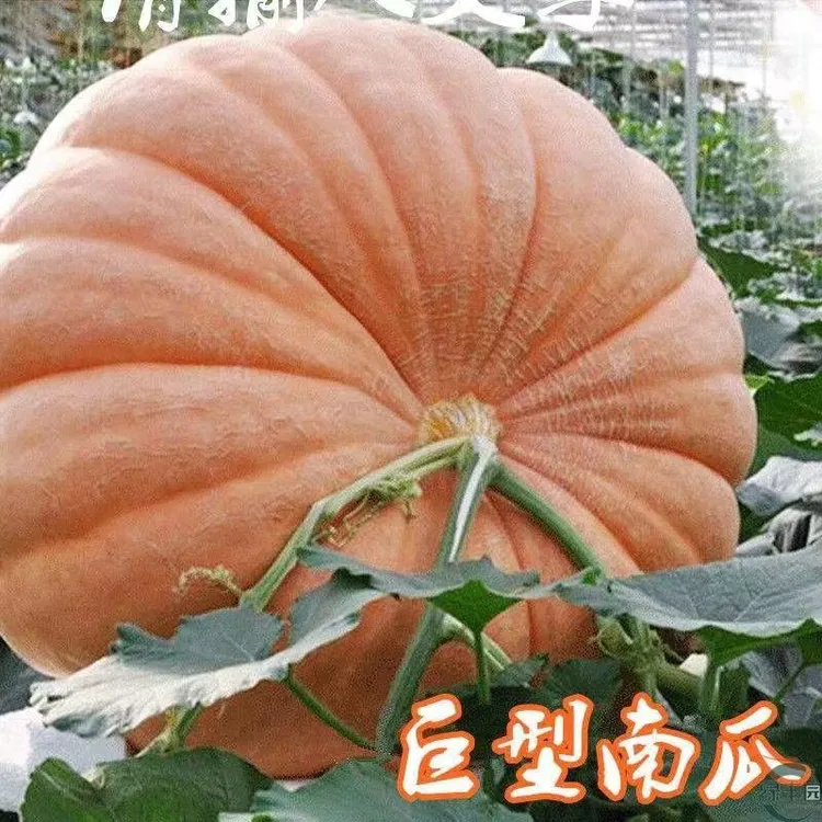 高档南瓜种子特大南瓜子超级大号可过百斤南瓜种子高产易种观赏
