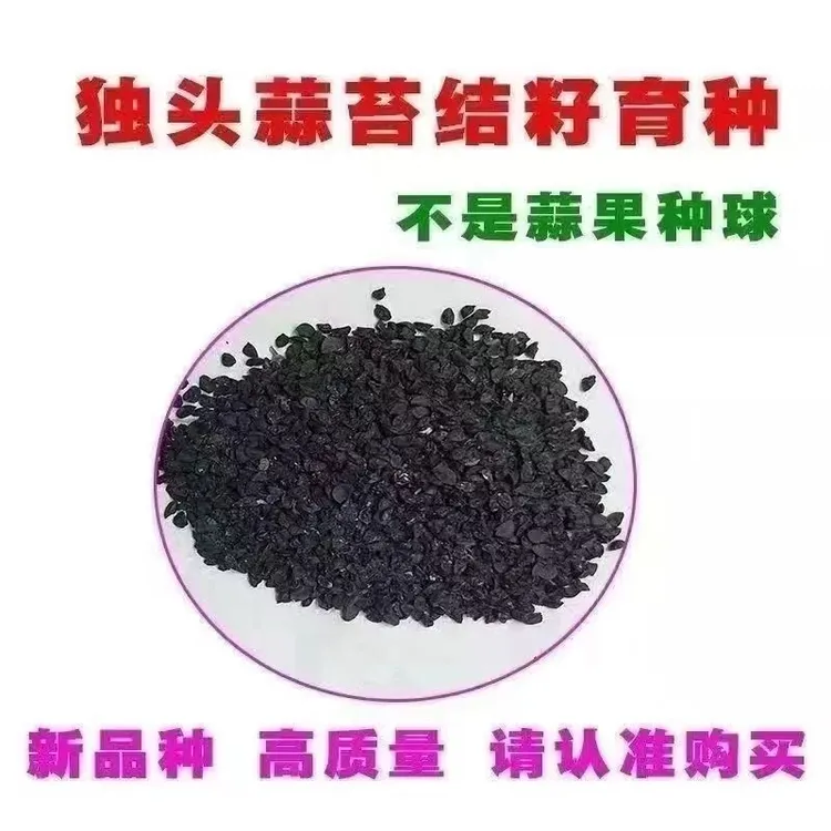 云南独头蒜种子【9.9到手600粒】圆头大蒜独头大蒜大个紫皮蒜特大号