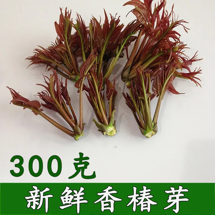 野生新鲜香椿芽 头茬香椿芽 野生香椿