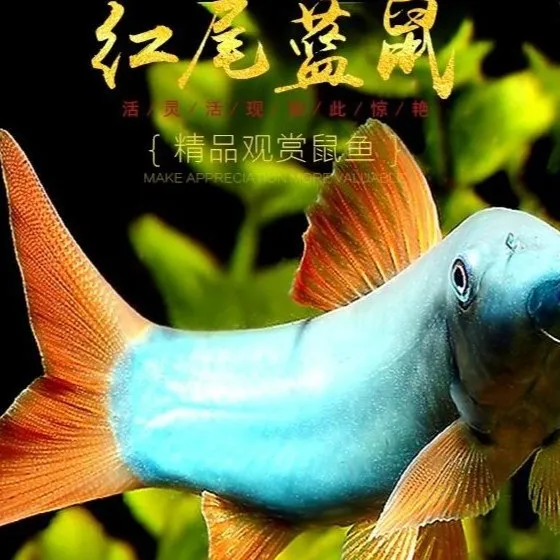 稀有巨型蓝皮鼠玻璃猫斑鸠猫三间鼠观赏鱼清理群游互动稀有珍惜