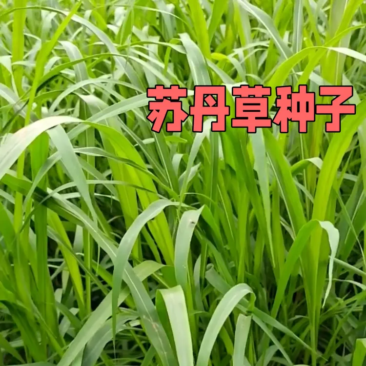 进口苏丹草种子四季养殖牛羊马猪兔鸡鸭鹅鱼杂交春季播种种植牧草