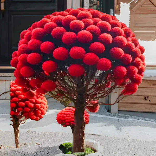 流苏树苗白流苏花树苗盆栽庭院地栽四季风景绿化苗木油根子流苏苗