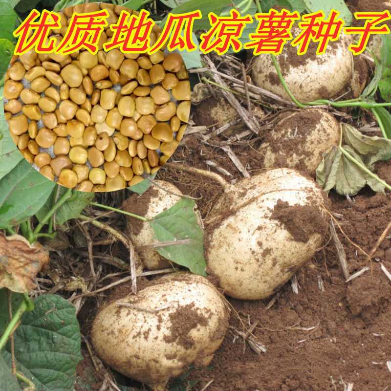 水果白地瓜凉薯种子特大早熟高产春秋播种凉薯地瓜种子 蔬菜种籽