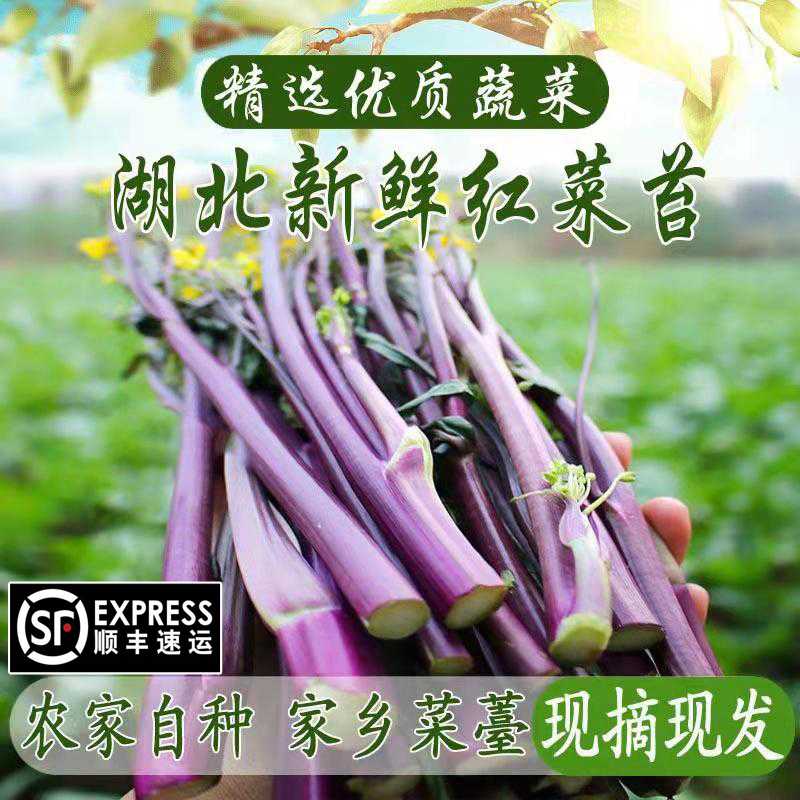 红菜苔新鲜湖北特产现摘现发嫩菜心武汉洪山紫菜苔健康美味爽口