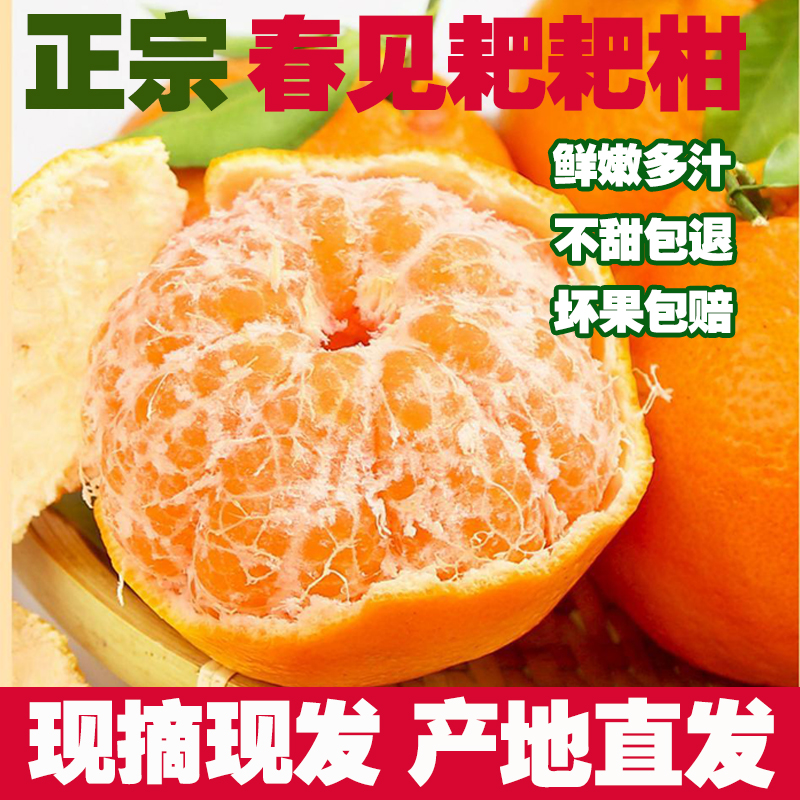 正宗四川蒲江春见特级耙耙柑橘子新鲜水果大果产地直发小杨专属