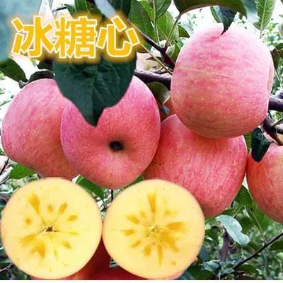 苹果树苗嫁接南方北方种植盆栽地栽冰糖心苹果苗矮化果树当年结果
