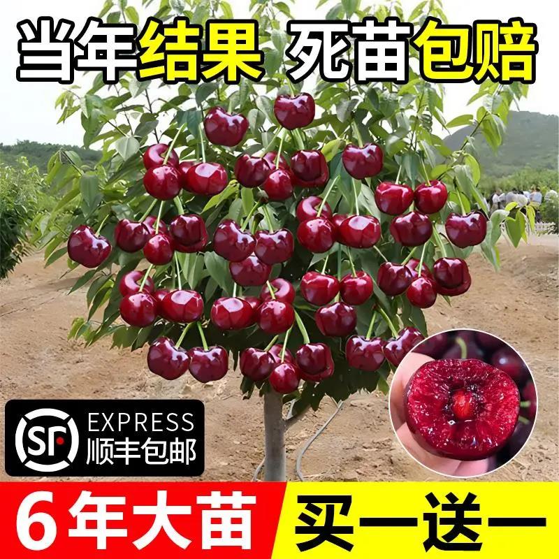 车厘子树苗樱桃树苗南方北方种植盆栽庭院果树矮化大樱桃苗樱桃树