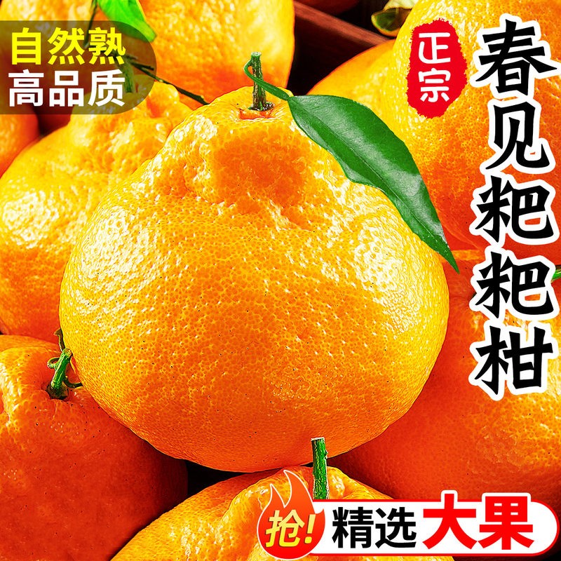 四川眉山春见耙耙柑新鲜大果丑橘子爆浆应季孕妇水果皮薄饱满种植