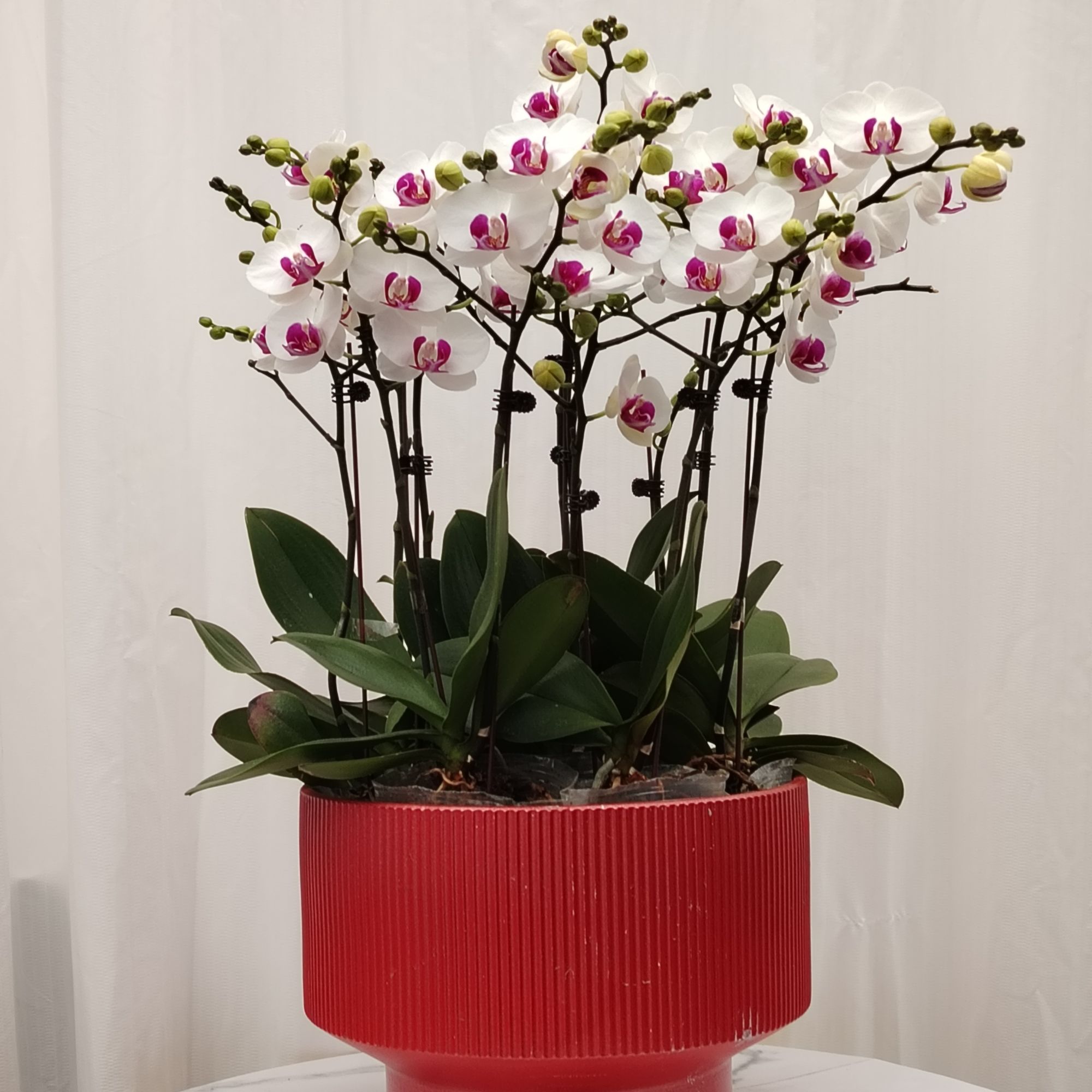 高端蝴蝶兰【雪玉】开花株带花苞花期长 四季好养家养室内花卉 植株