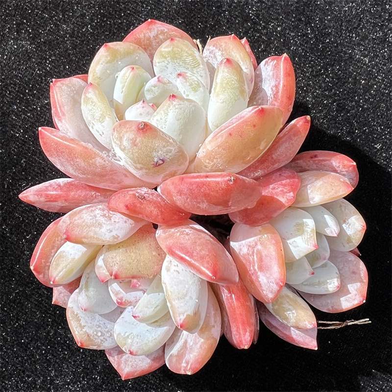 十九号多肉铺群生多肉植物橙梦露雪天使星影雪之魄整桩无砍自然群