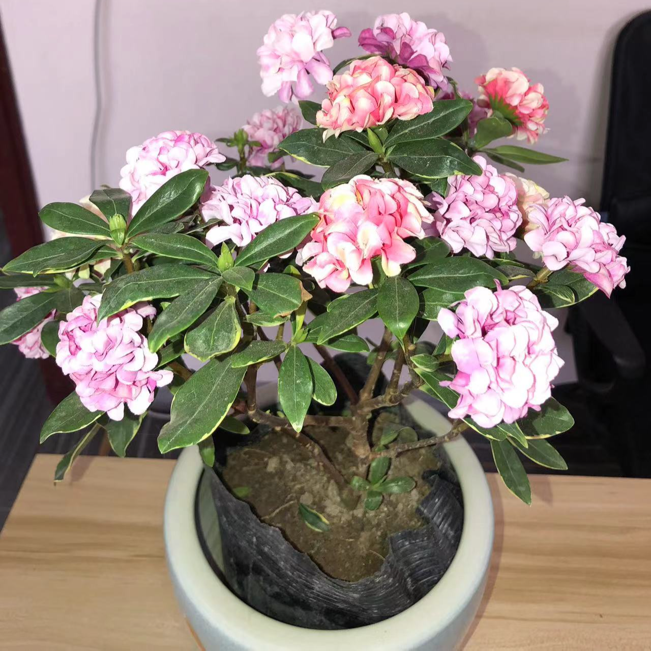 ZD金边瑞香别墅庭院抗冻耐寒花卉