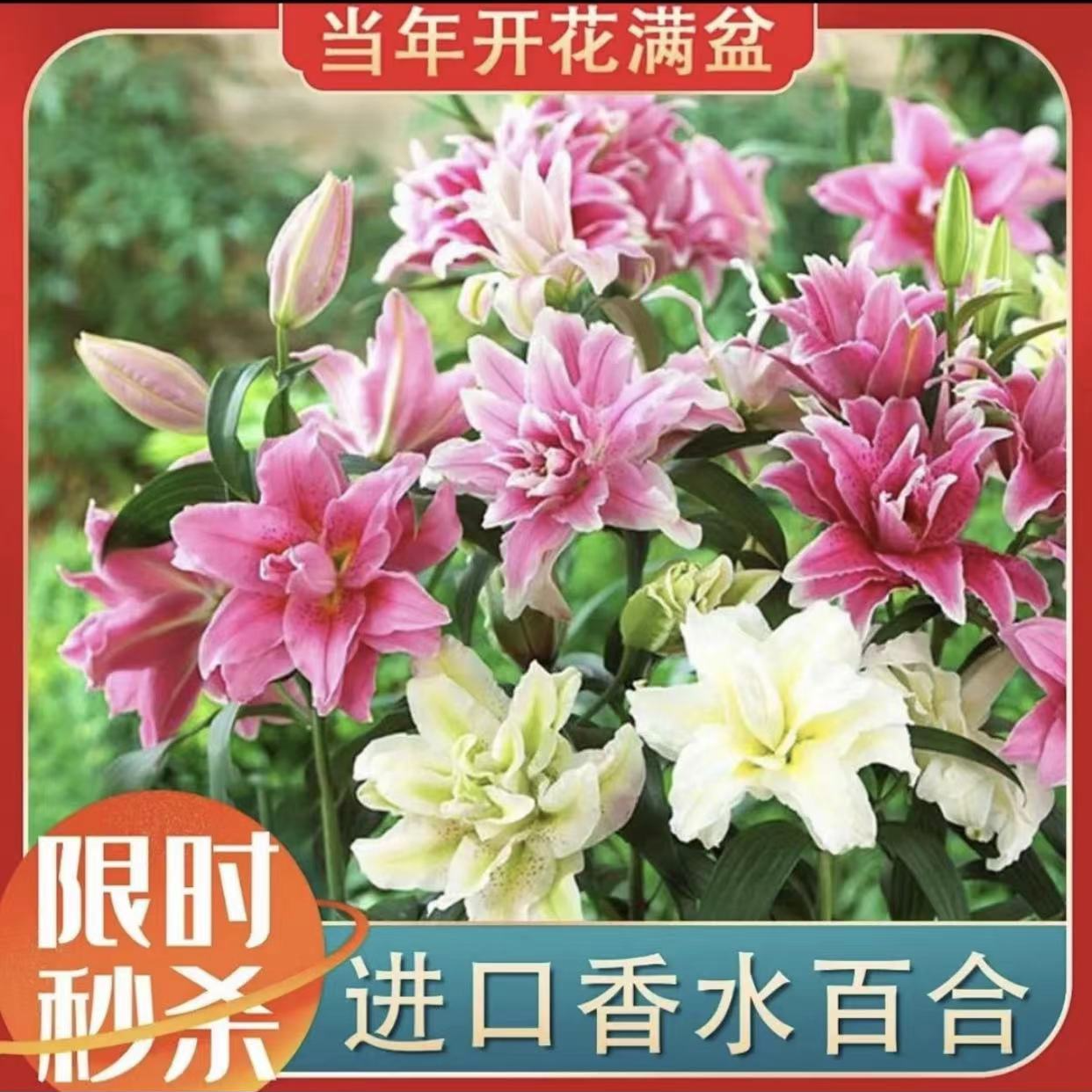 ZD香水百合五颗混色随机发货