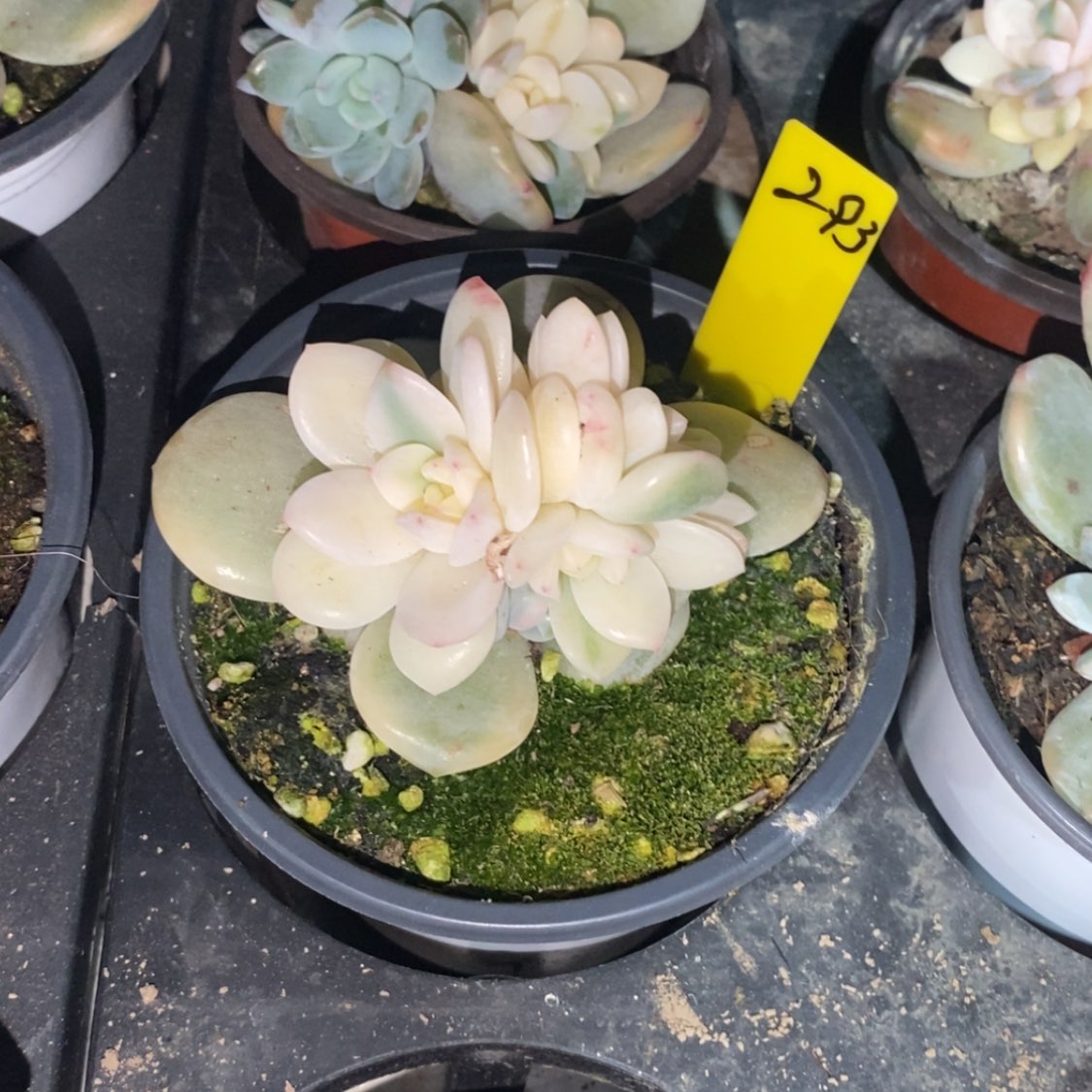 【闪购商品】293。，