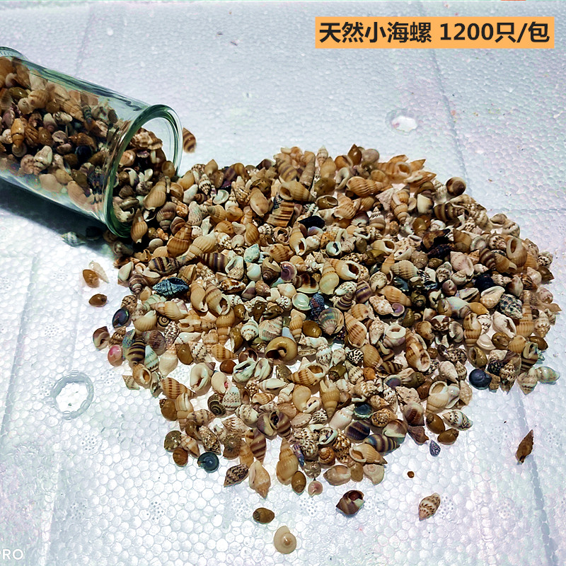 1200只天然小海螺 鱼缸花盆造景儿童手工漂流海洋瓶贝壳画材料