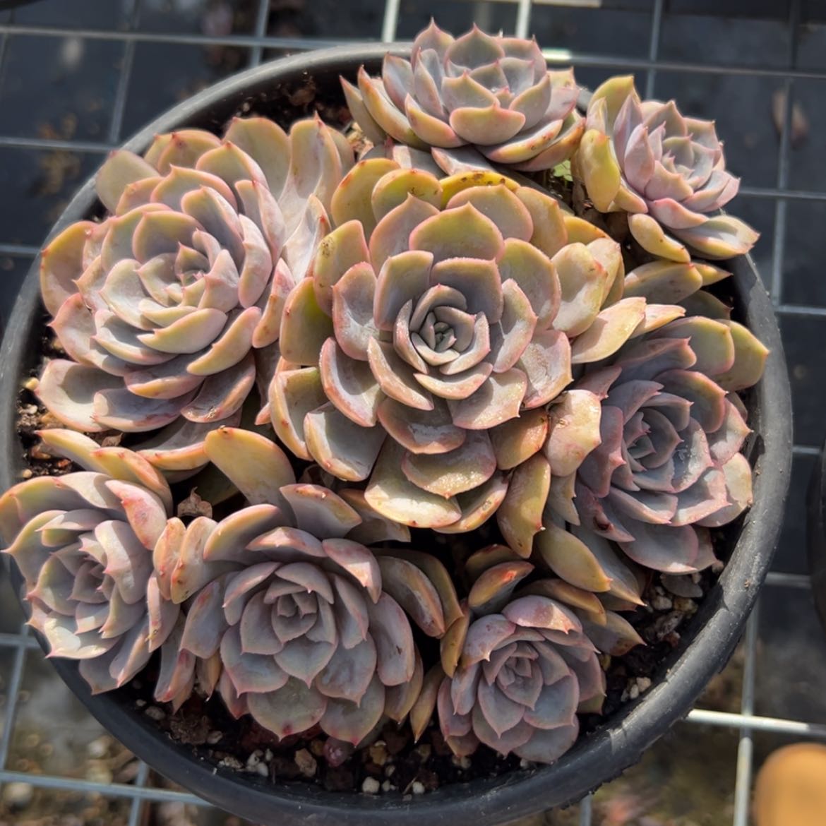 【闪购商品】冬***榴菲欧娜多肉