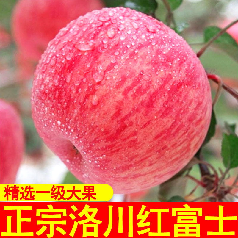 【现摘现发】陕西洛川红富士苹果2/5/10斤装 脆甜多汁 产地现发