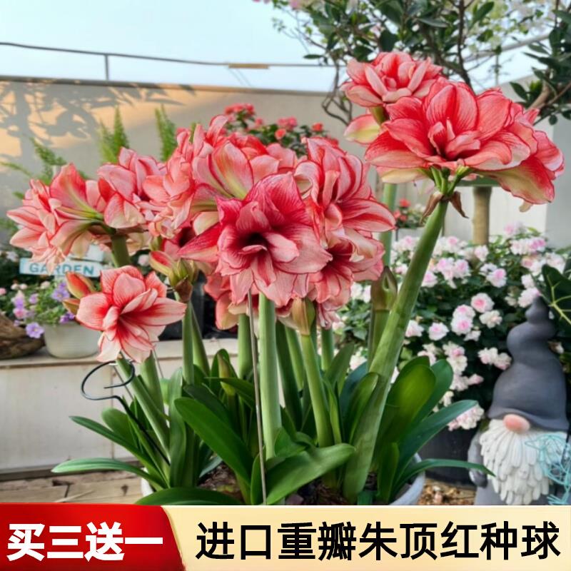 朱顶红进口重瓣种球室内盆栽植物鬼魅阿佛雷耐寒冻花卉郁金香种球