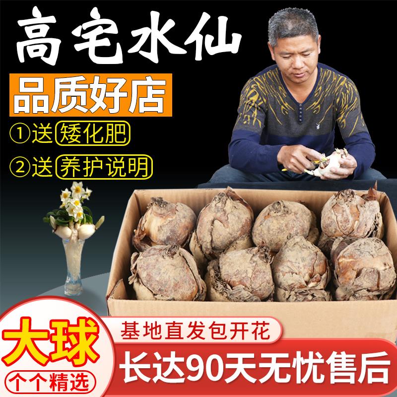 漳州水仙花种球重瓣水培盆栽水培开花卉种子复瓣大球室内花卉绿植