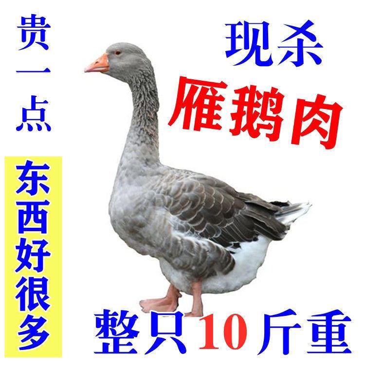 【特惠】东北大鹅大雁大雁鹅农家散养现杀整只雁肉送礼非鹅鸭
