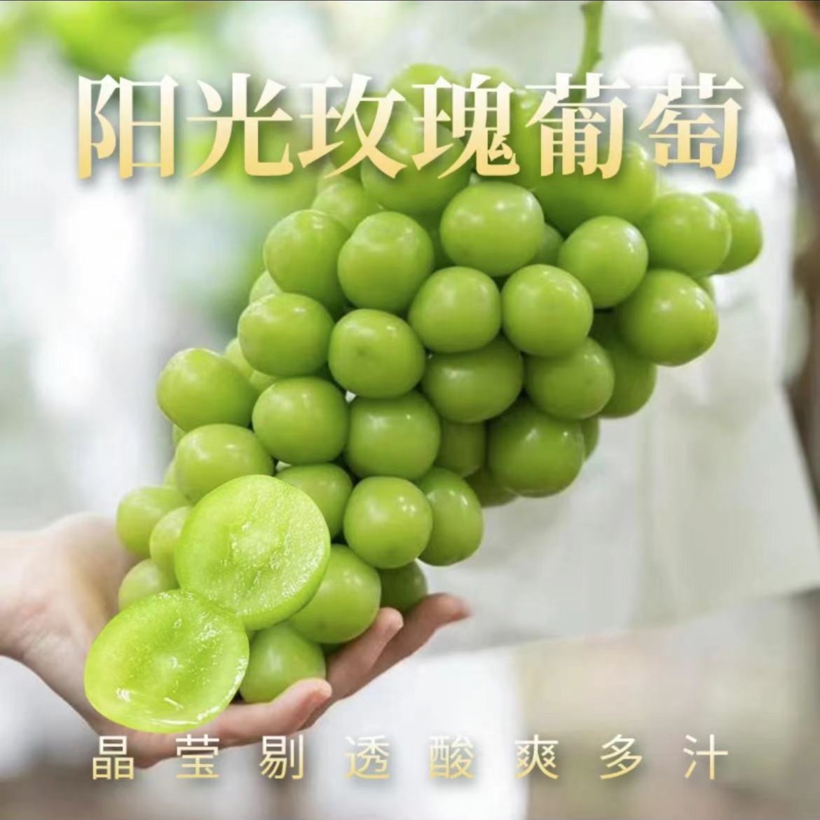 【冠哥甄选】阳光玫瑰晴王香印青提  整箱3串装  毛重3.7斤左右