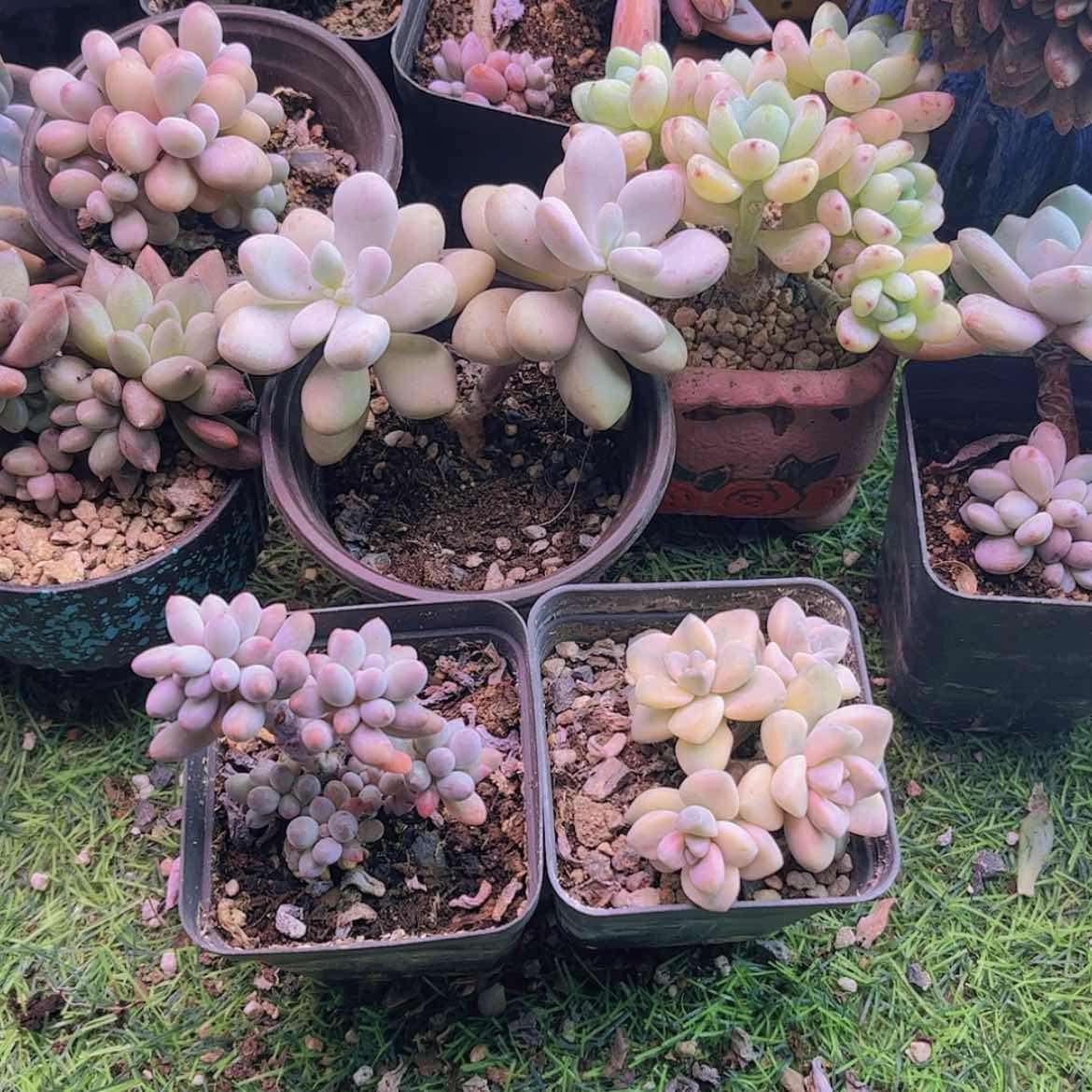 【闪购商品】海*二美杏锦➕桃蛋➕婴儿