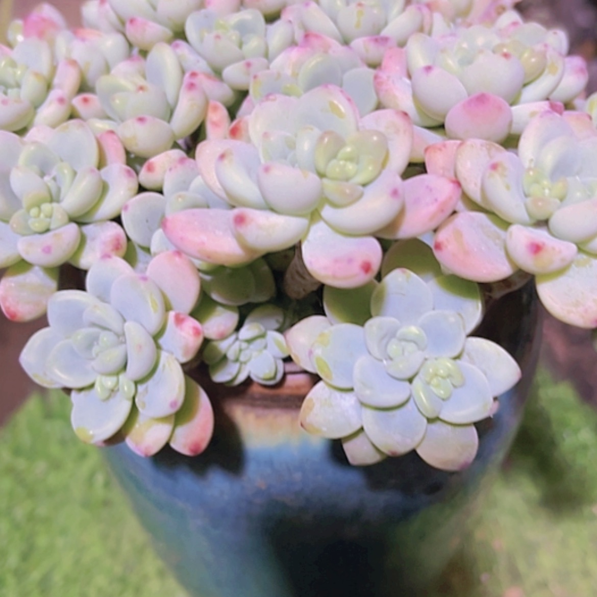 【闪购商品】随****赞樱花罗琦