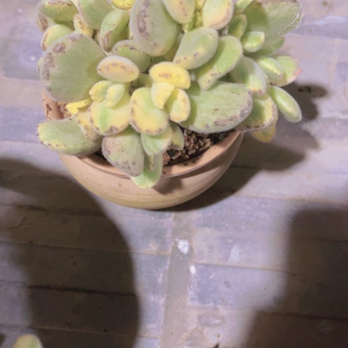 【闪购商品】假*k白童子