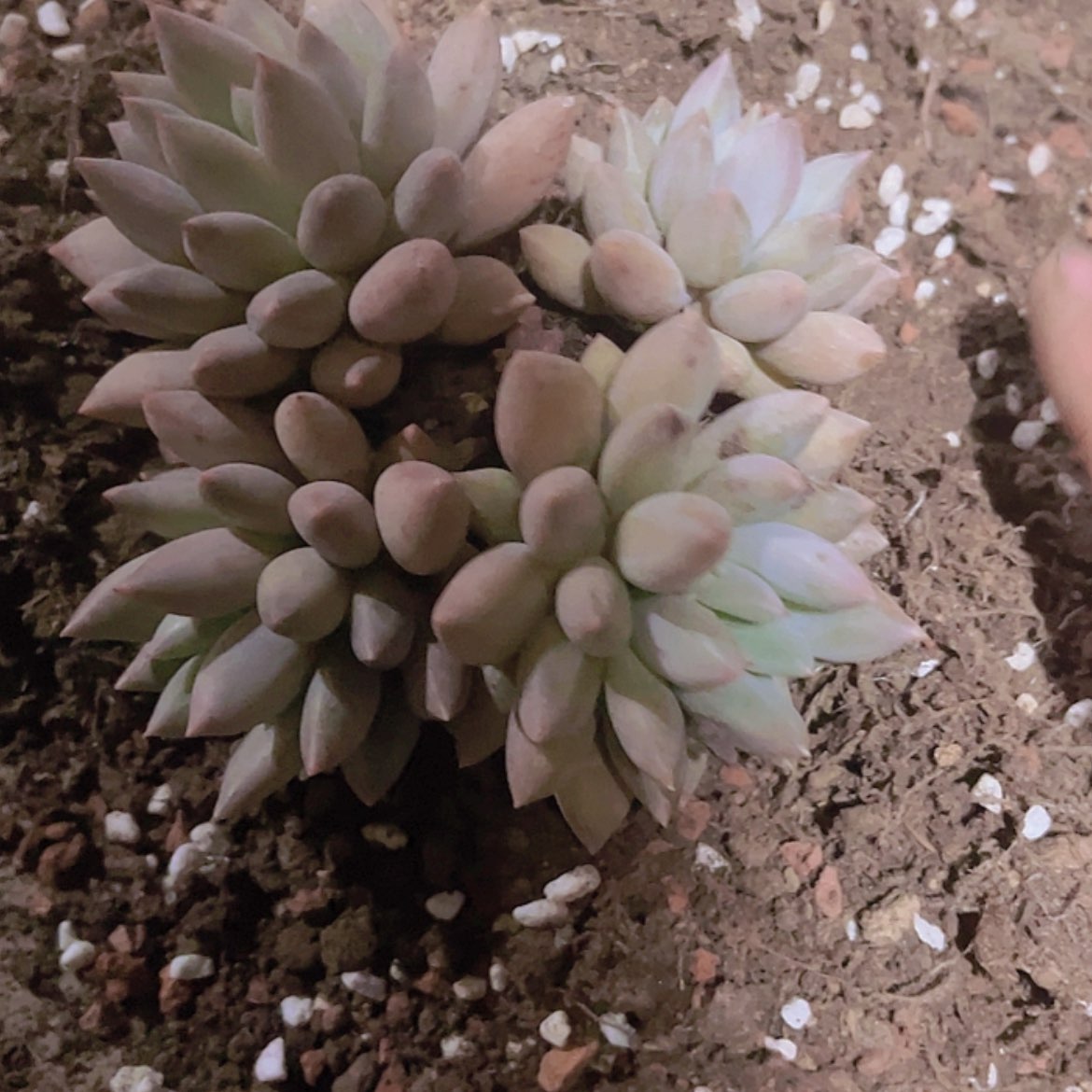 【闪购商品】和****柔红蜻蜓