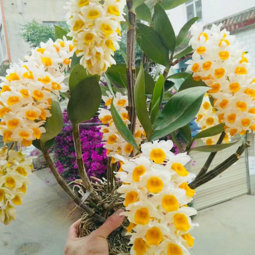 大球花石斛开花啦