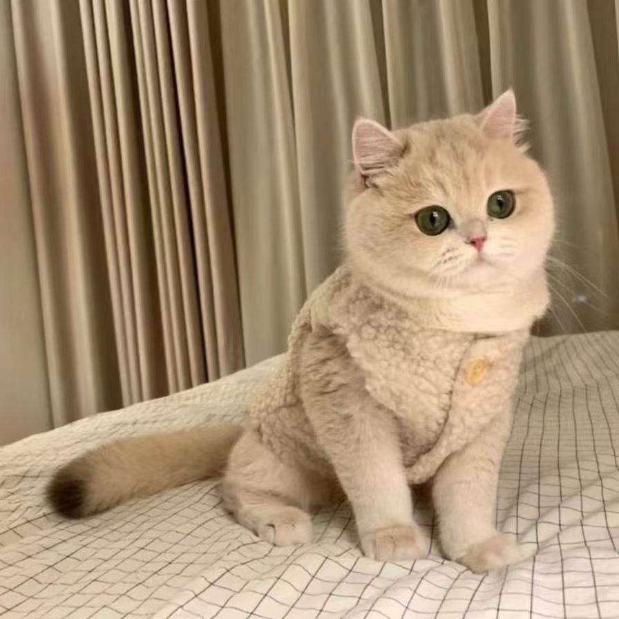 保暖羊羔毛马甲秋冬小猫背心狗狗宠物幼猫小狗幼犬猫猫狗加绒加厚