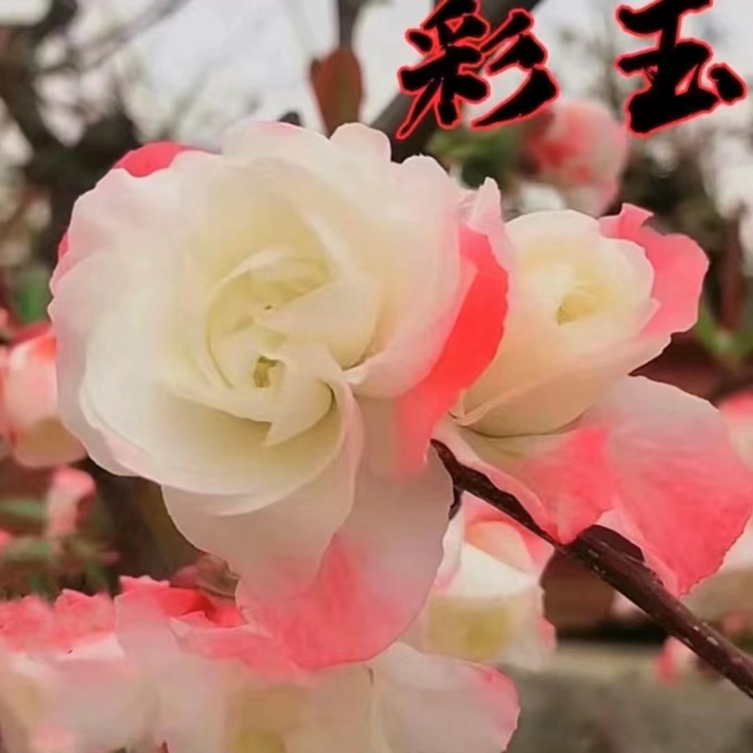 【变色龙】大花彩玉 稀少高档耐寒老桩盆景