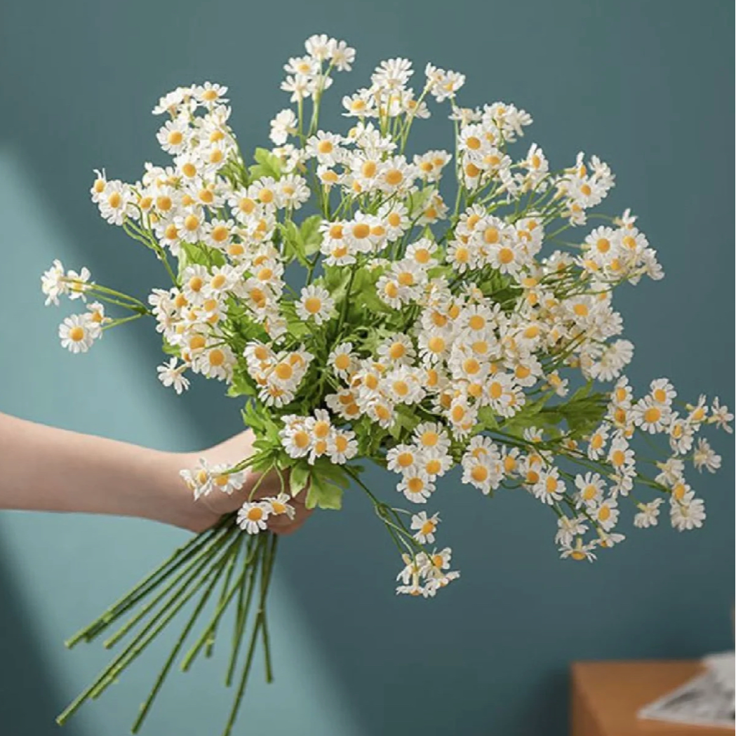 洋甘菊 浪漫鲜花顺丰包邮