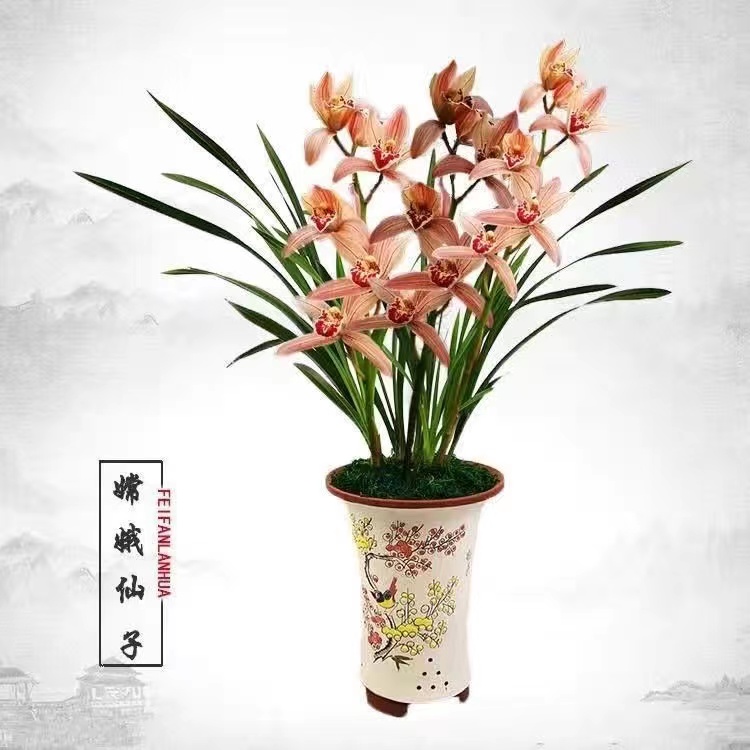 兰花墨兰【送花盆+托盘】企黑原盆苗好养兰花盆栽浓香型室内花卉