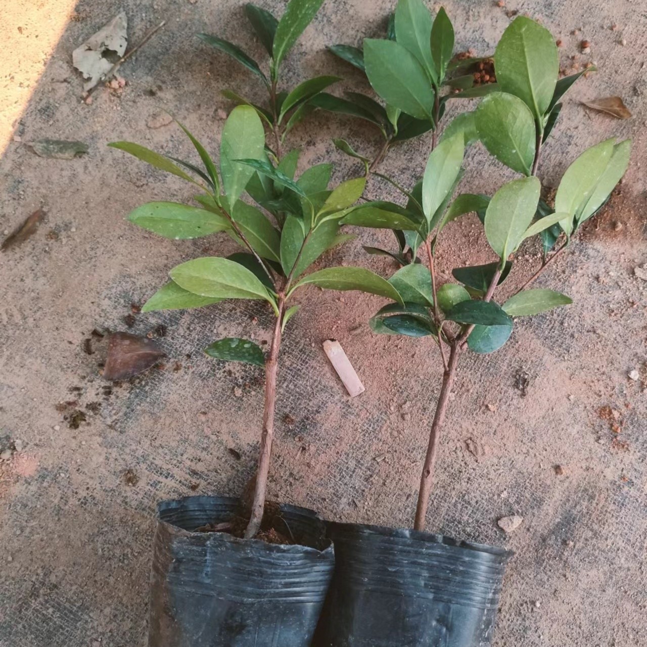 四季茶花小苗 买一送一开花红色阳台庭院包邮
