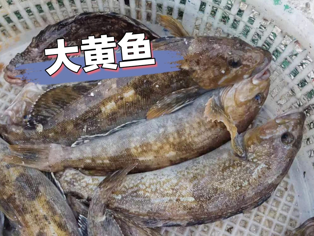 大黄鱼 大黄鱼 大黄鱼