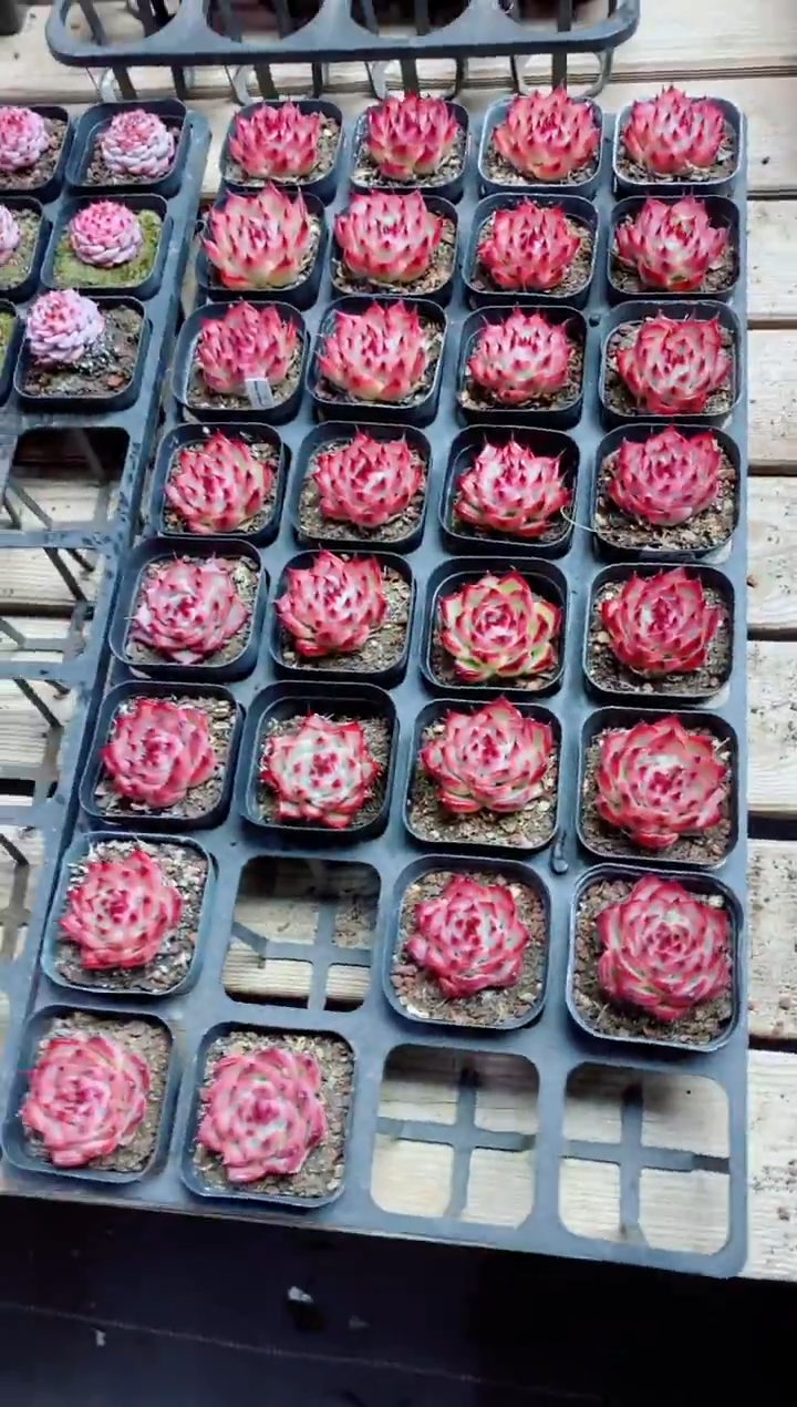 【闪购商品】托斯卡内利含盆土