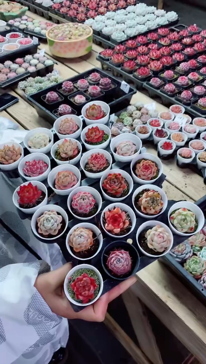 【闪购商品】1.17-007绝绝子精控小萌物22棵