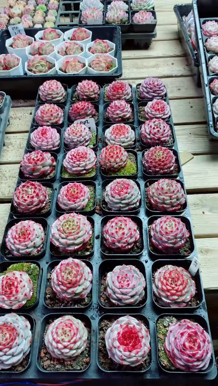 【闪购商品】1.9-002大红鹅含盆土满9.9元包邮