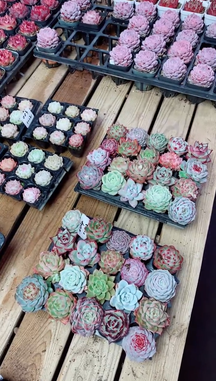 【闪购商品】1.12-004超规格组合20棵一组