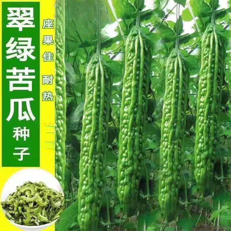 阳台四季盆栽农家蔬菜种子苦瓜种子绿苦瓜种子高产耐热耐寒