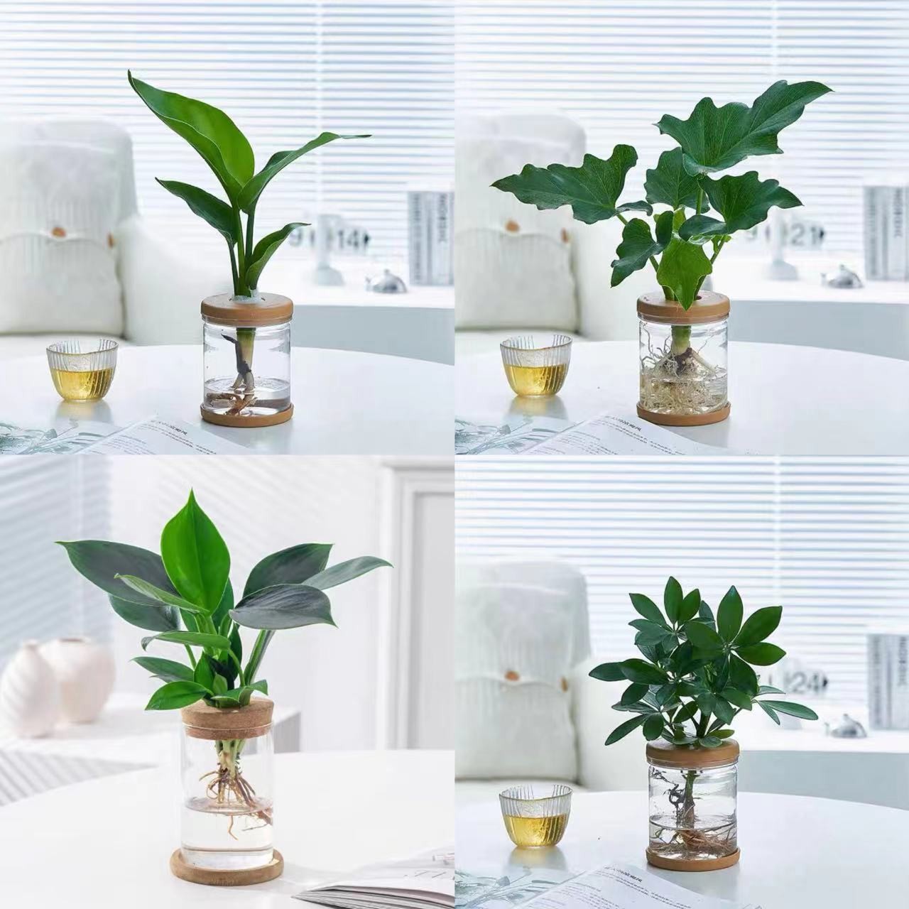 水培绿植桌面造景四件套春羽天堂鸟金钻鸭掌木净化空气桌面盆景