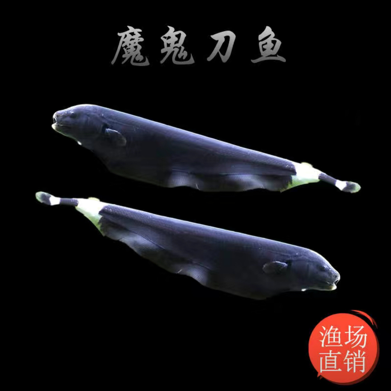 鱼魔鬼刀鱼活体黑魔鬼鱼黑羽毛鱼线翎电鳗观赏鱼宠物鱼热带鱼