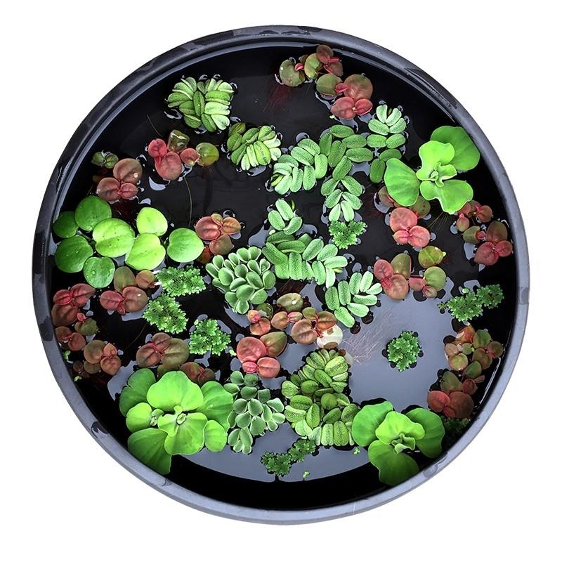 鱼缸浮萍水草活体水生植物浮性除NO3净化水质古法养鱼缸