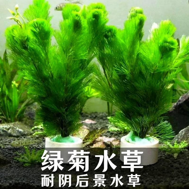 绿菊水草带环懒人水草造景后景活体水草中后景鱼虾躲避繁殖蜈蚣草
