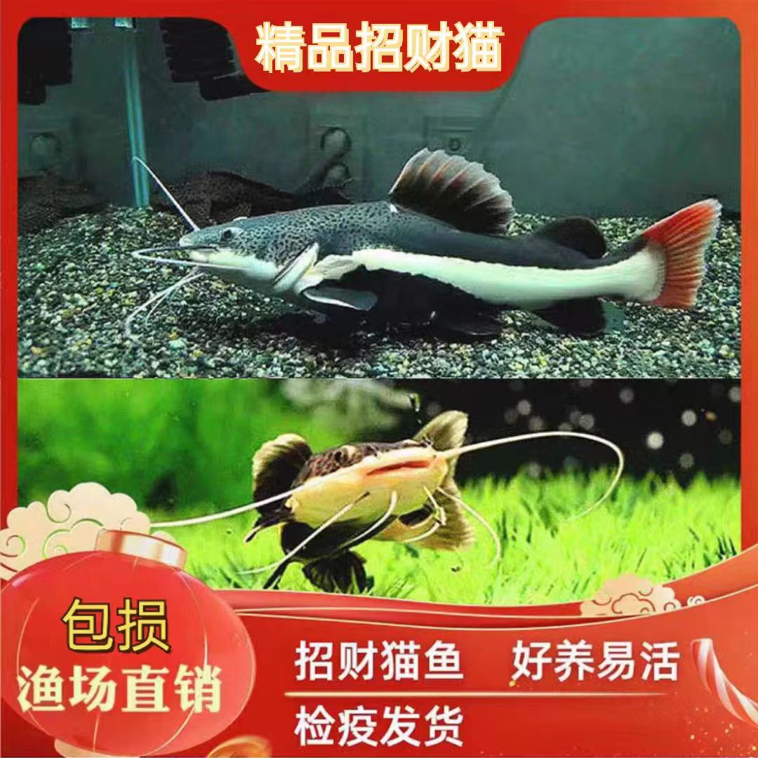 招财猫鱼活体狗仔鲸红尾猫鸭嘴鲇鱼底层中大型热带观赏鱼宠物好养
