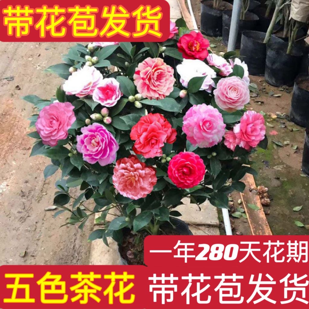 【桑桑】五色赤丹茶花树苗 室内室外盆栽地栽耐寒耐热好养型