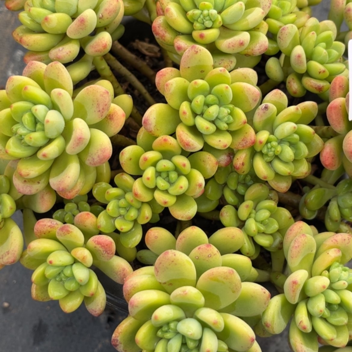 【闪购商品】冰*墩香格里拉