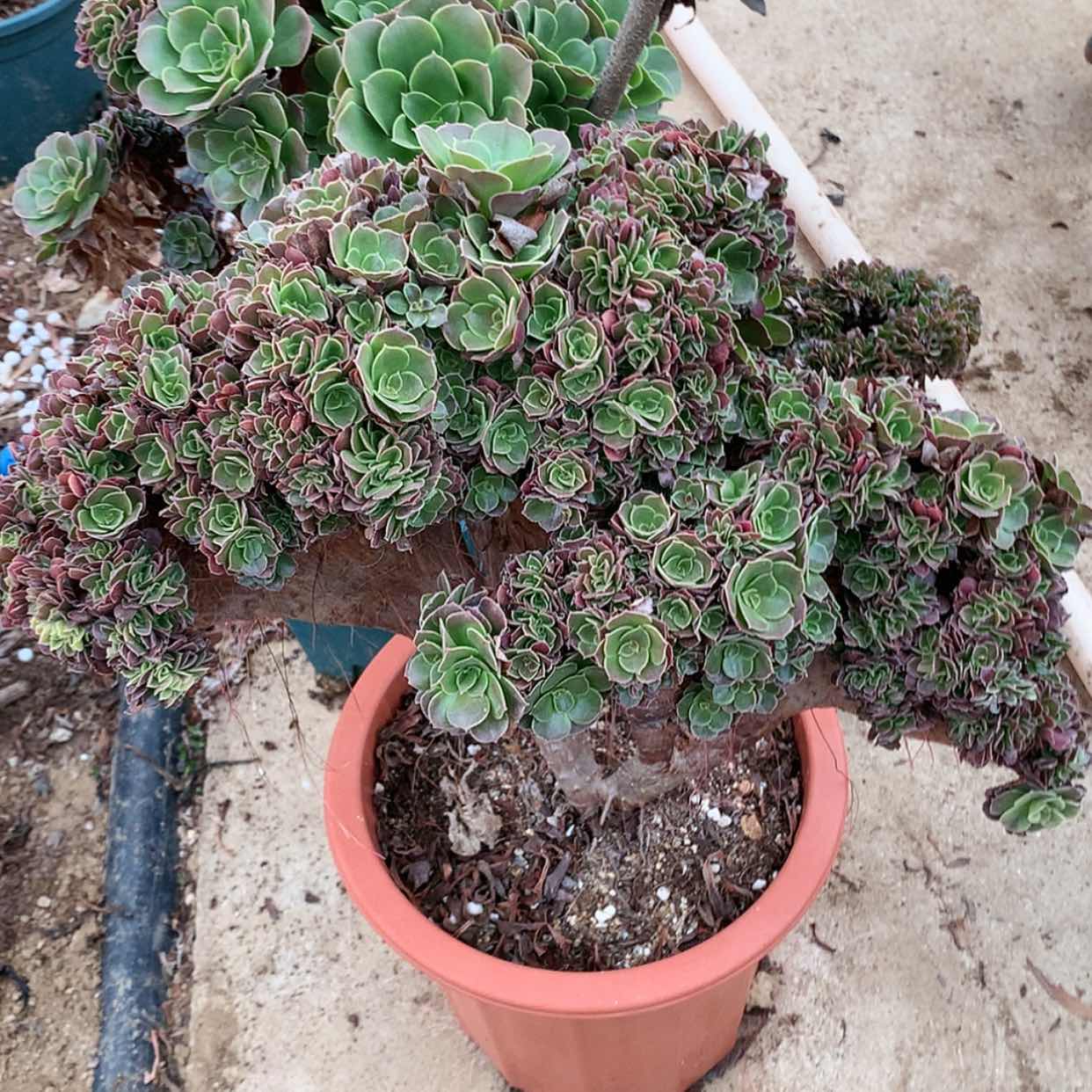 【闪购商品】柠檬朵朵缀